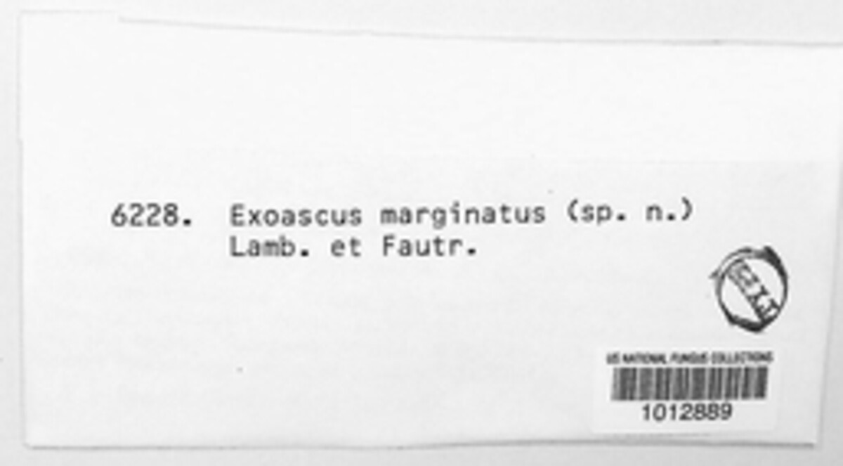 Exoascus marginatus image
